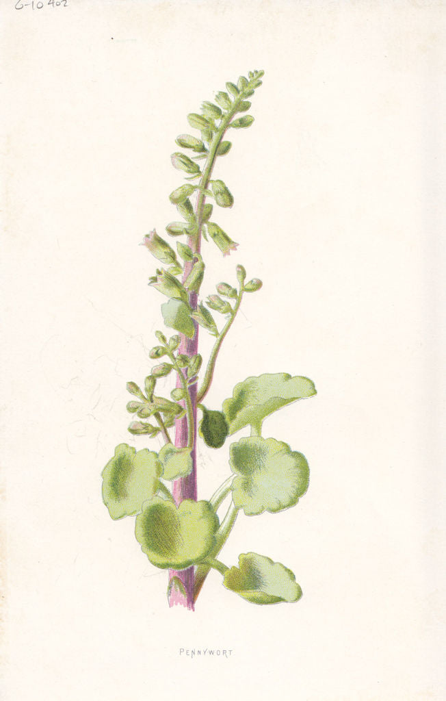 FLOWERS. Wall Pennywort c1895 old antique vintage print picture